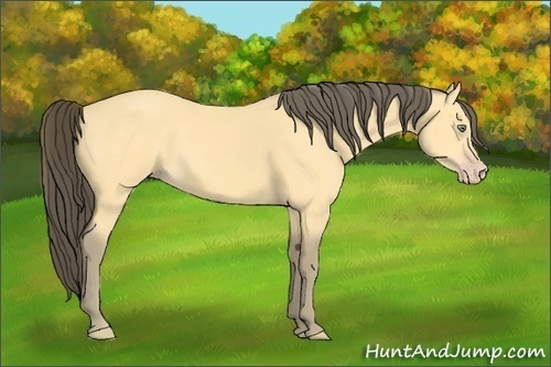 Horse Color:Amber Cream Champagne 