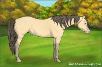 Horse Color:Amber Cream Champagne 