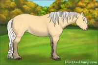 Horse Color:Silver Buckskin Dun 