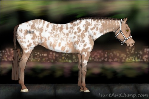 Horse Color:Amber Champagne Appaloosa  and Amber Champagne Appaloosa 