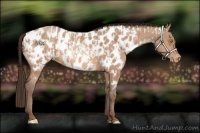 Horse Color:Amber Champagne Appaloosa and Amber Champagne Appaloosa