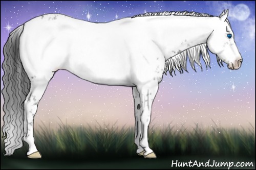 Horse Color:Black Frame 