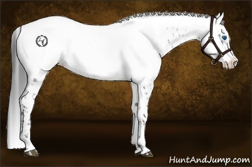 Horse Color:Black Frame Appaloosa 
