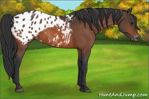 Horse Color:Bay Appaloosa 