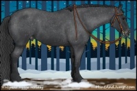 Horse Color:Blue Roan Appaloosa 