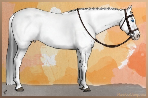 Horse Color:Black Frame Appaloosa 