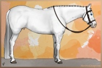 Horse Color:Black Frame Appaloosa 