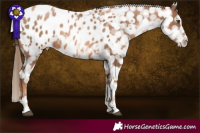 Horse Color:Liver Chestnut Pearl Tobiano Frame Appaloosa 