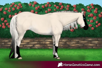 Horse Color:Void Cremello Splash and Void Cremello Splash