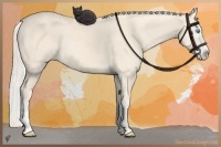 Horse Color:Cremello Splash  and Cremello Splash 