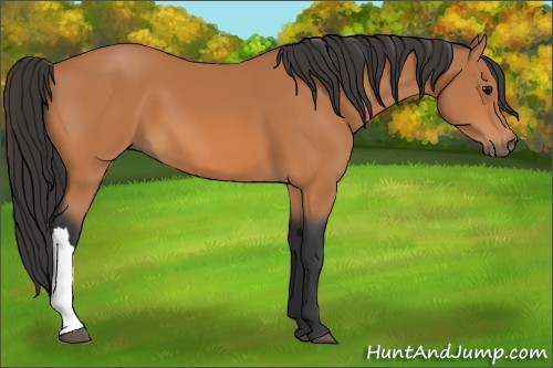 Horse Color:Bay 