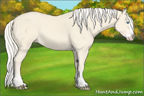 Horse Color:Cremello Splash and Cremello Splash