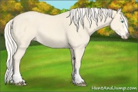 Horse Color:Cremello Splash  and Cremello Splash 