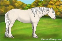 Horse Color:Cremello Splash and Cremello Splash