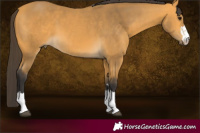 Horse Color:Buckskin 