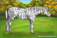 Horse Color:Black and Gray Black