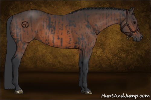 Horse Color:Black and Brown