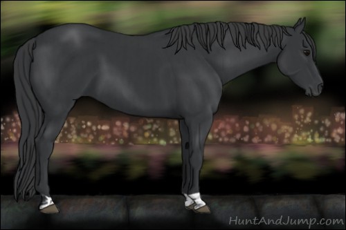 Horse Color:Black  and Black 