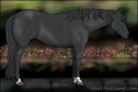 Horse Color:Black  and Black 