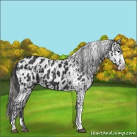 Horse Color:Black Near Leopard  and Black Near Leopard 
