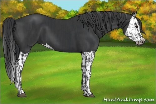 Horse Color:Unknown 