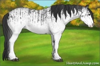 Horse Color:White Spotted Blue Roan Rabicano  and White Spotted Blue Roan Rabicano 