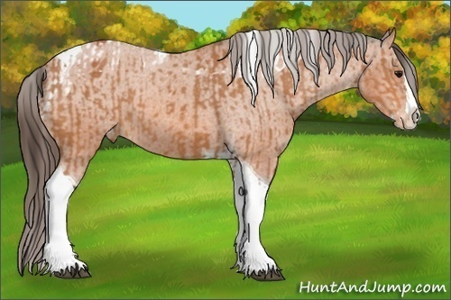 Horse Color:Bay Splash Tobiano Appaloosa and Bay Splash Tobiano Appaloosa