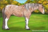 Horse Color:Bay Splash Tobiano Appaloosa  and Bay Splash Tobiano Appaloosa 