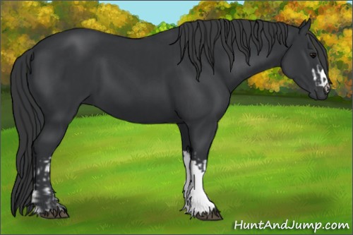 Horse Color:Black  and Black 