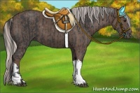 Horse Color:Black  and Silver Black 