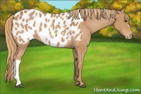 Horse Color:Chestnut Appaloosa 