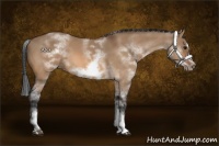 Horse Color:White Spotted Bay Dun Sabino Frame 
