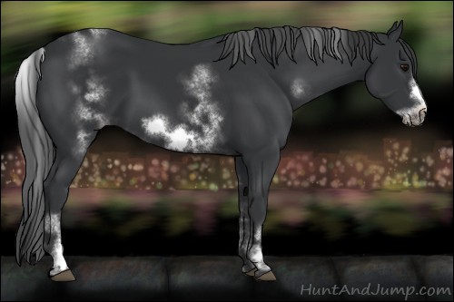 Horse Color:White Spotted Black Sabino Frame