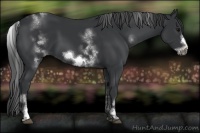 Horse Color:White Spotted Black Sabino Frame
