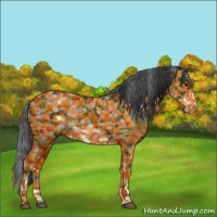 Horse Color:White Spotted Black Sabino Frame 