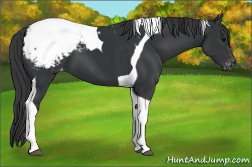 Horse Color:Black Tobiano Appaloosa 