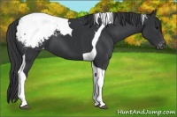Horse Color:Black Tobiano Appaloosa 
