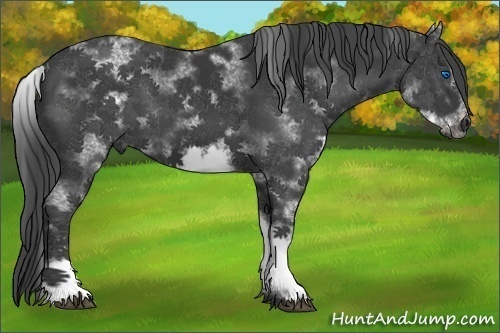 Horse Color:White Spotted Black Sabino Frame 