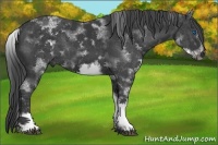 Horse Color:White Spotted Black Sabino Frame