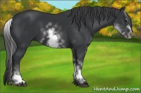 Horse Color:White Spotted Black Sabino Frame