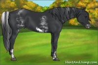 Horse Color:White Spotted Black Sabino Frame 