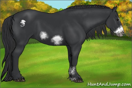 Horse Color:Black Sabino Frame 