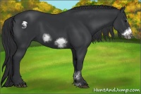 Horse Color:Black Sabino Frame