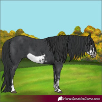 Horse Color:Black Sabino Frame 
