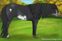 Horse Color:Black Sabino Frame 
