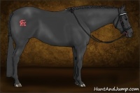 Horse Color:Black Rabicano 