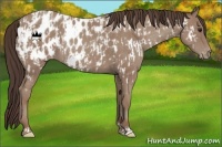 Horse Color:Classic Champagne Appaloosa  and Classic Champagne Appaloosa 