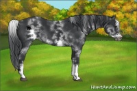 Horse Color:White Spotted Black Sabino Frame 