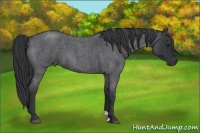 Horse Color:Blue Roan 