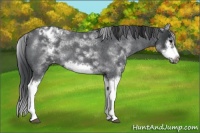 Horse Color:White Spotted Blue Roan Splash Frame Appaloosa 